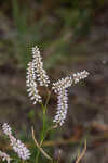 Largeflower jointweed